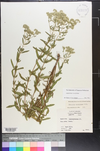 Eupatorium cuneifolium image