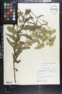 Eupatorium album image