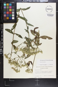 Eupatorium album image