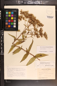 Eupatorium album image