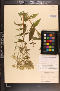 Eupatorium album var. vaseyi image