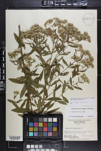 Eupatorium semiserratum image