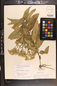 Eupatorium album image