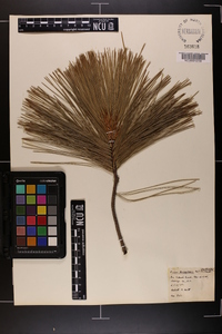 Pinus griffithii image