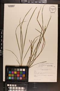 Carex godfreyi image