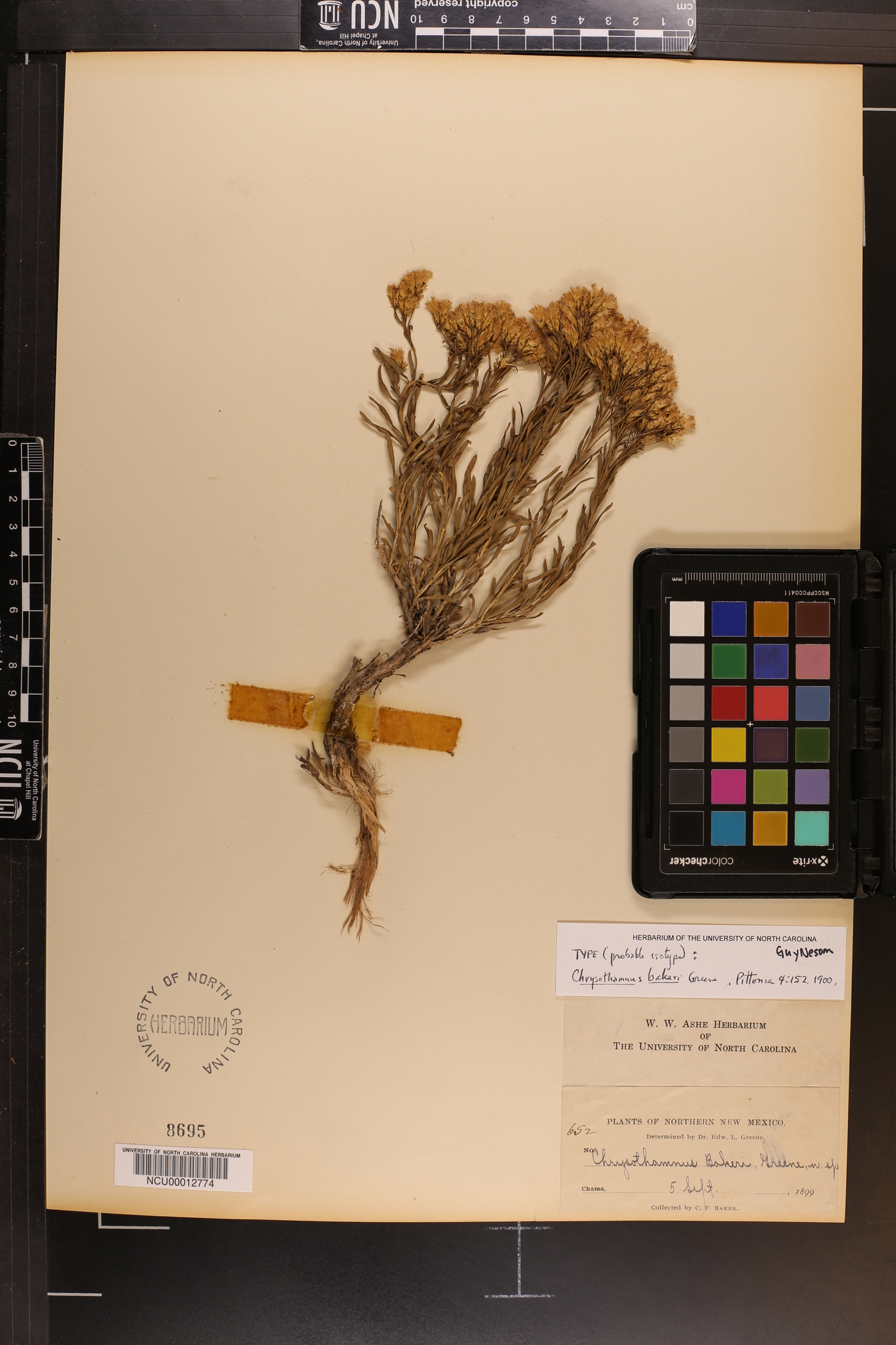 Chrysothamnus bakeri image