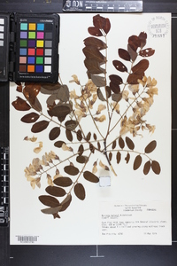 Robinia hispida var. kelseyi image