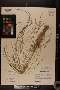 Aristida dichotoma image