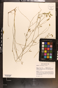 Zornia bracteata image