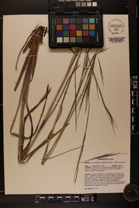 Andropogon capillipes image