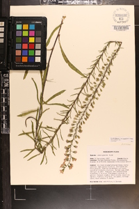 Liatris gracilis image