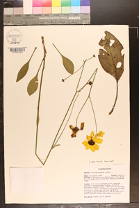 Coreopsis gladiata image