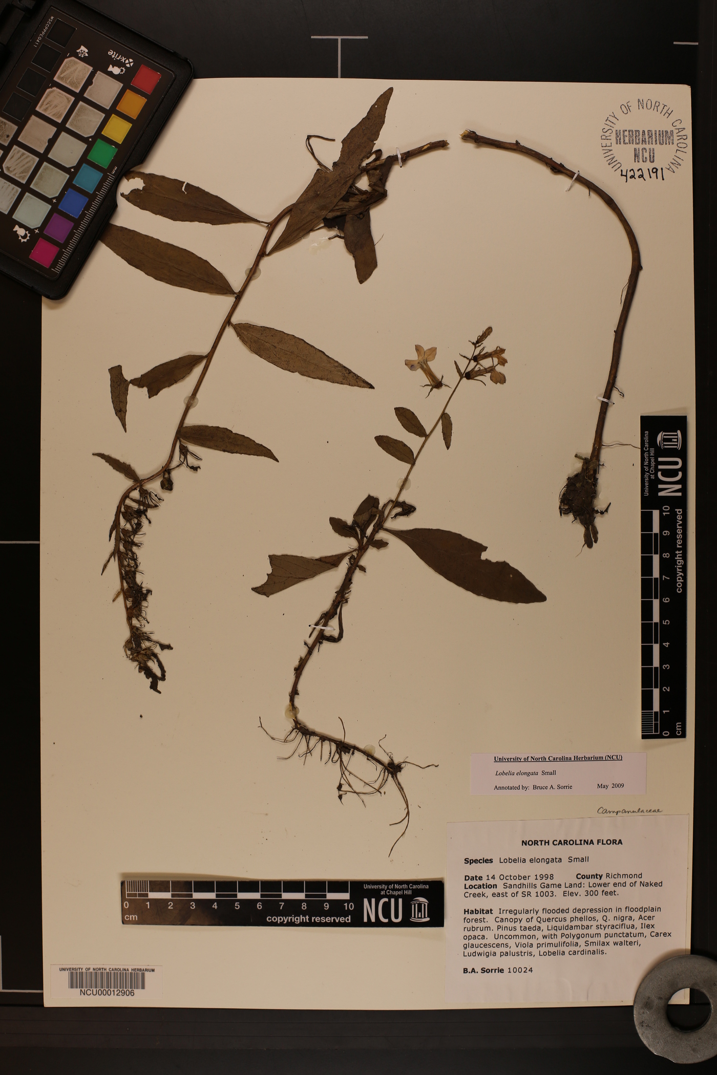 Lobelia elongata image