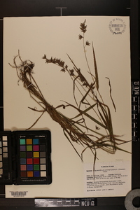 Chasmanthium ornithorhynchum image