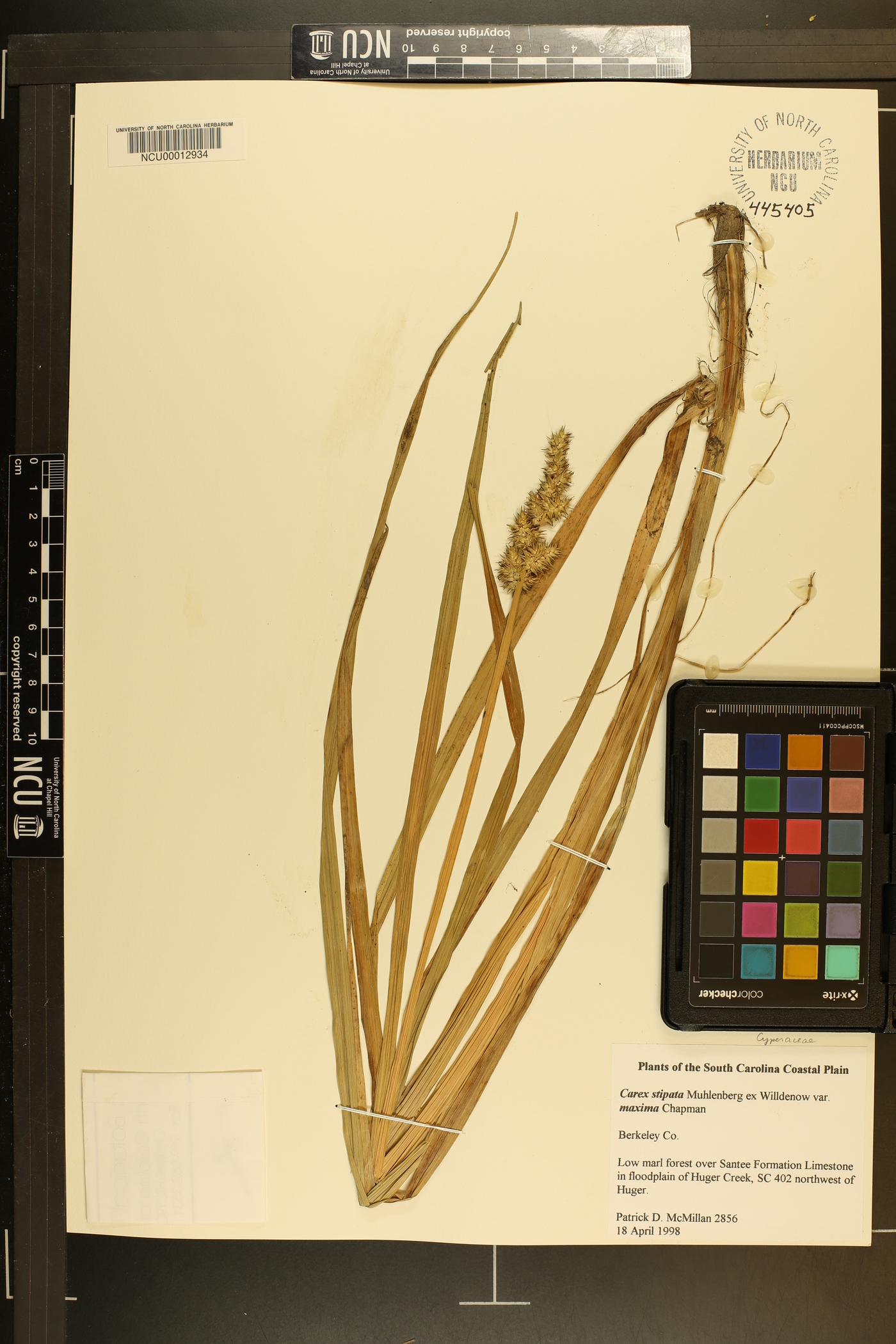 Carex stipata var. maxima image