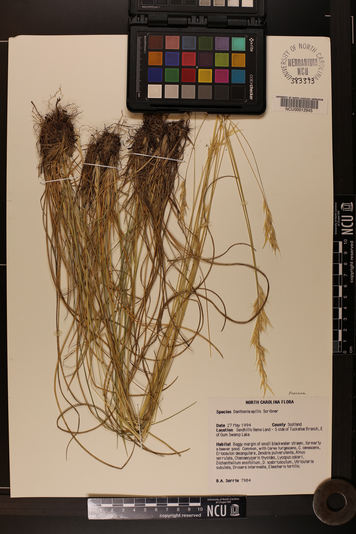 Danthonia epilis image