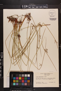 Juncus gymnocarpus image