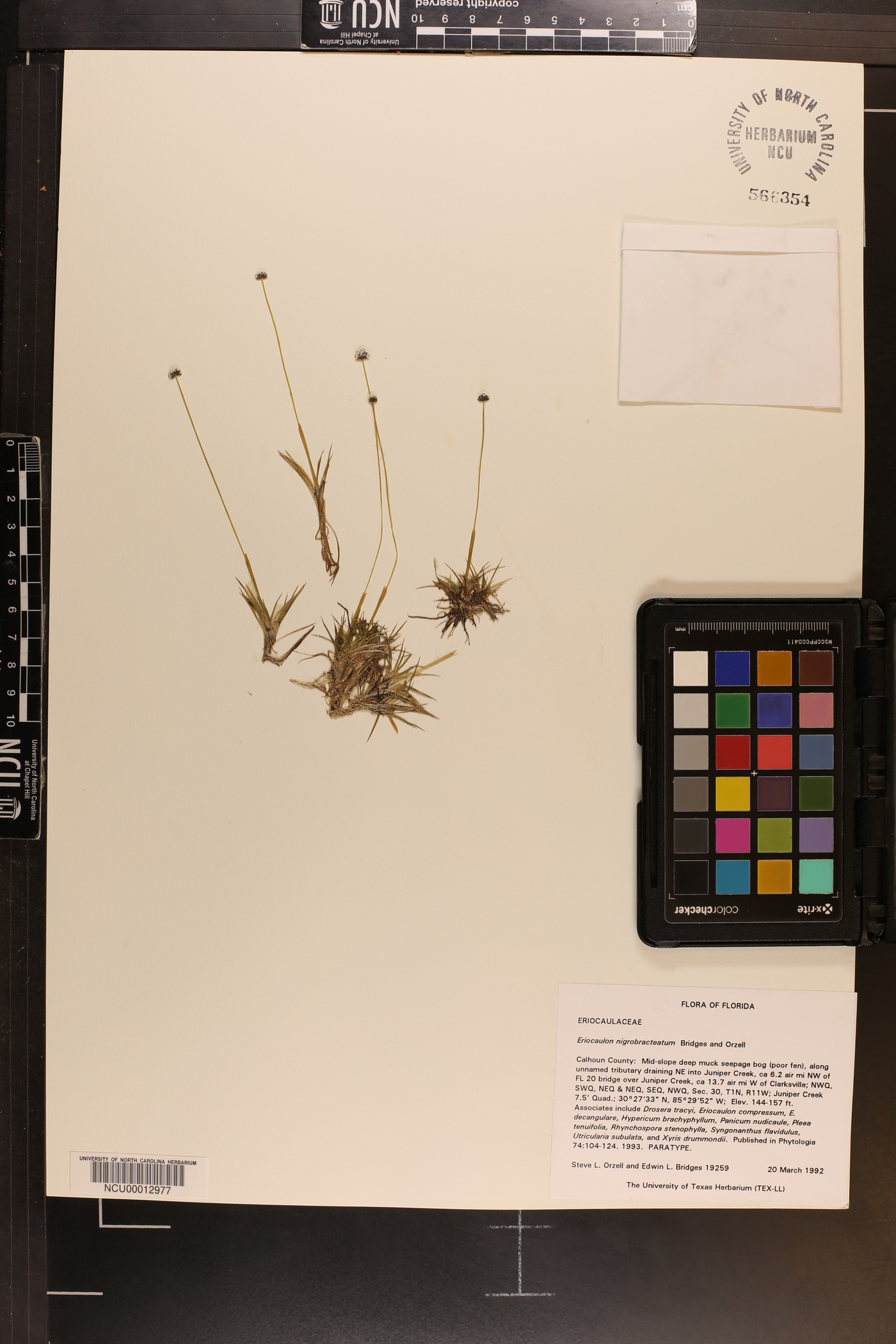 Eriocaulon nigrobracteatum image