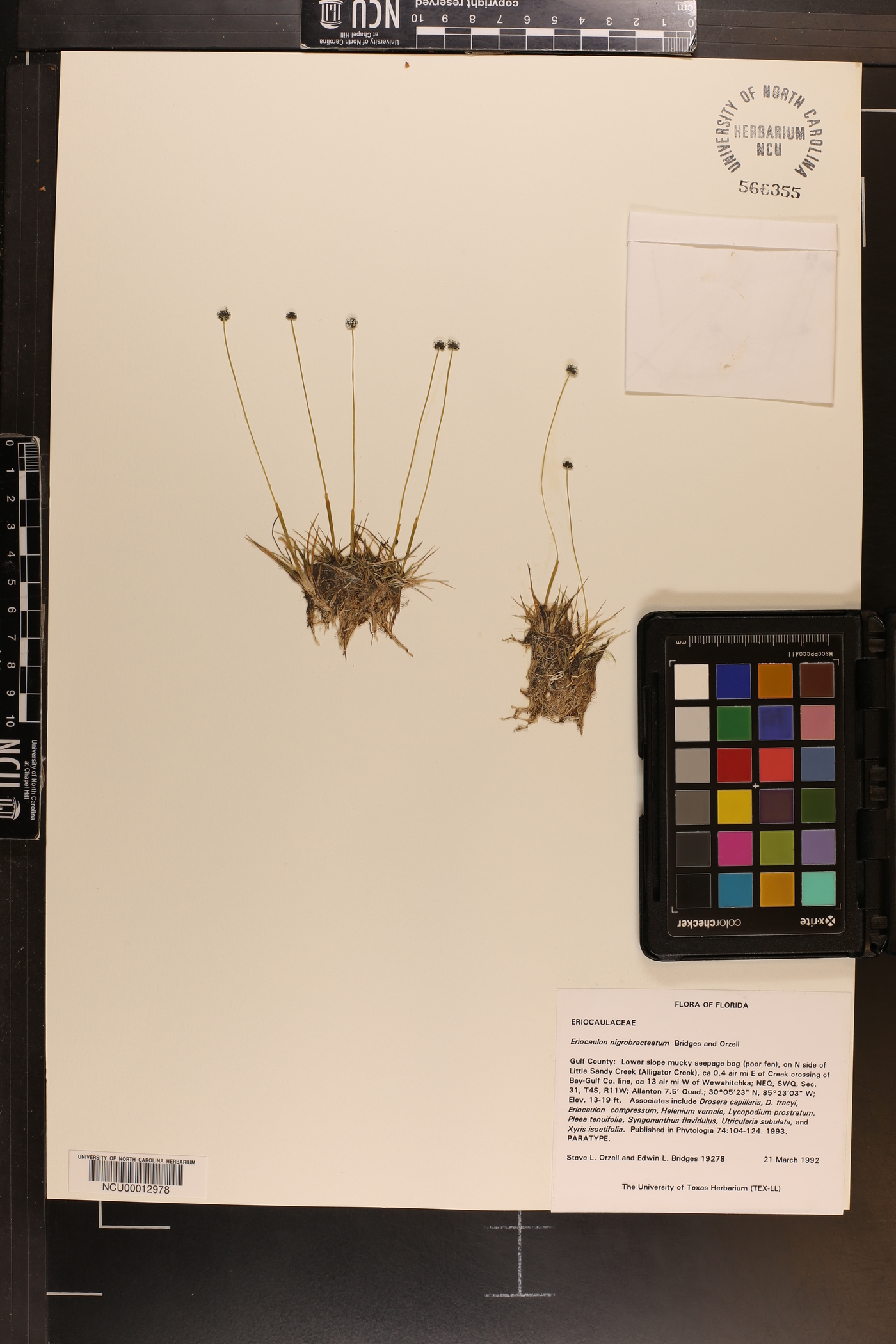 Eriocaulon nigrobracteatum image
