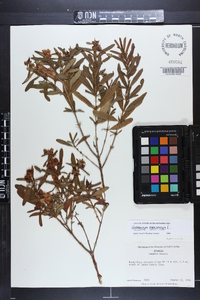 Hypericum prolificum image