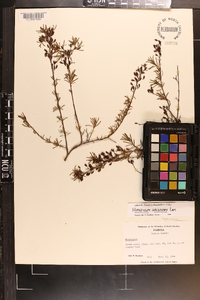 Hypericum galioides image