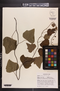 Nephroia carolina image