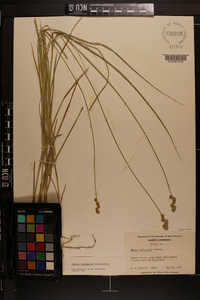 Carex normalis image