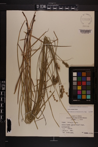 Carex normalis image