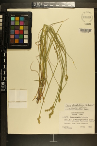 Carex albolutescens image