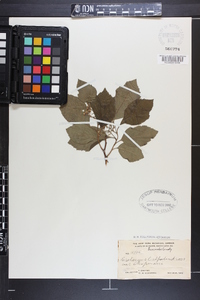 Crataegus calpodendron image