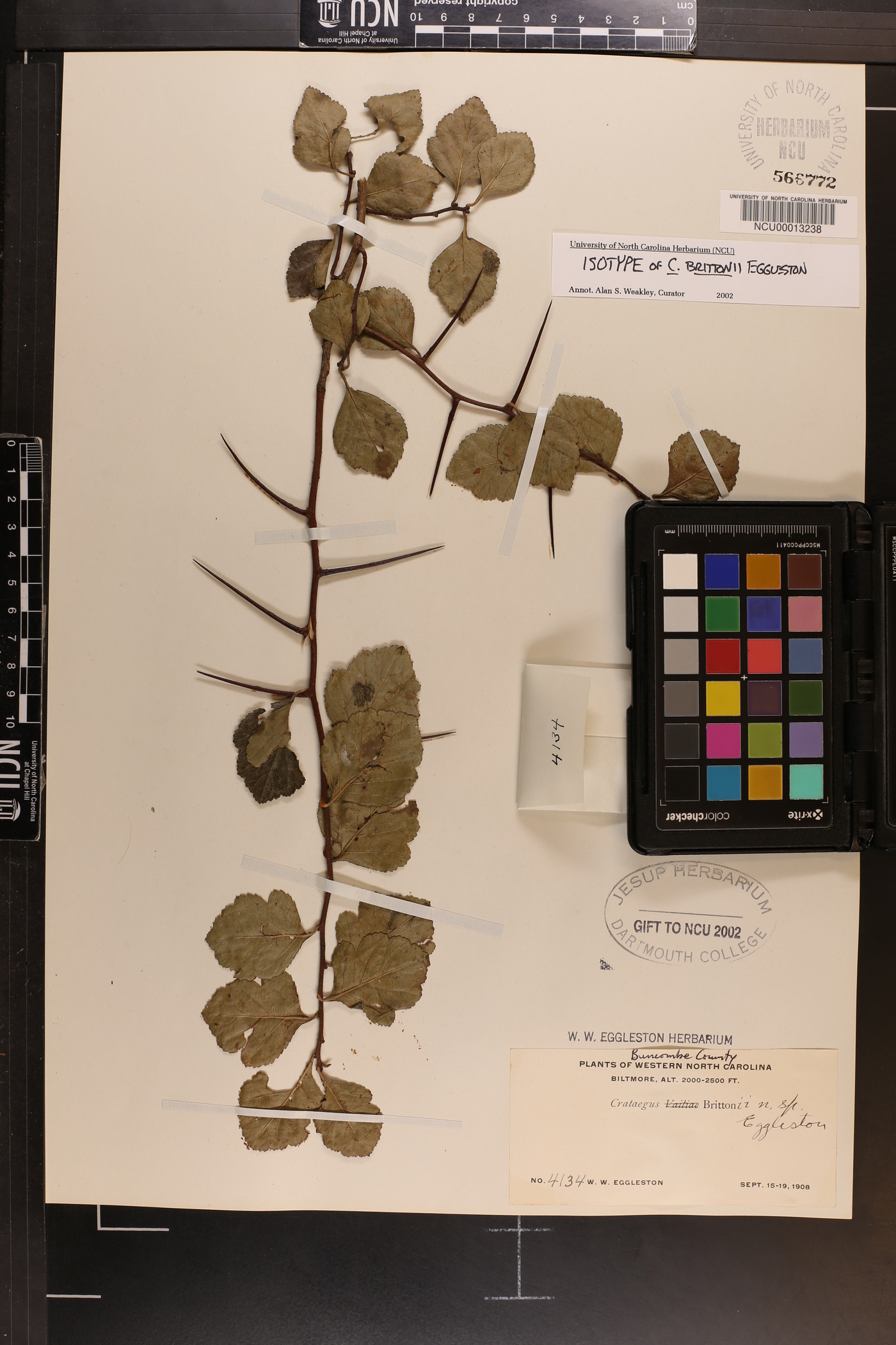 Crataegus brittonii image