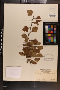 Crataegus pearsonii image