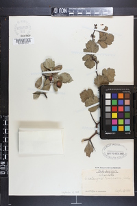 Crataegus pearsonii image