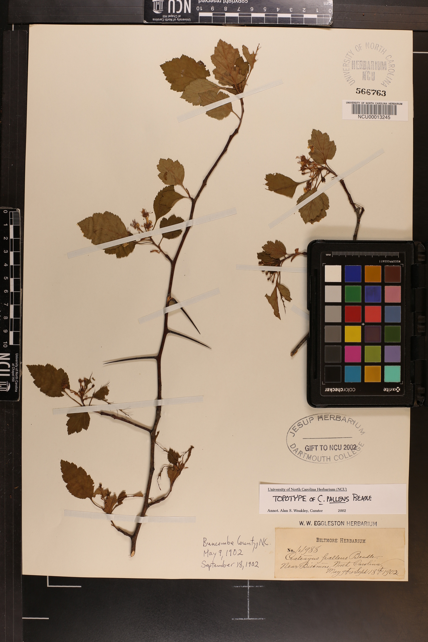 Crataegus pallens image