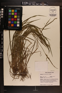 Carex crebriflora image