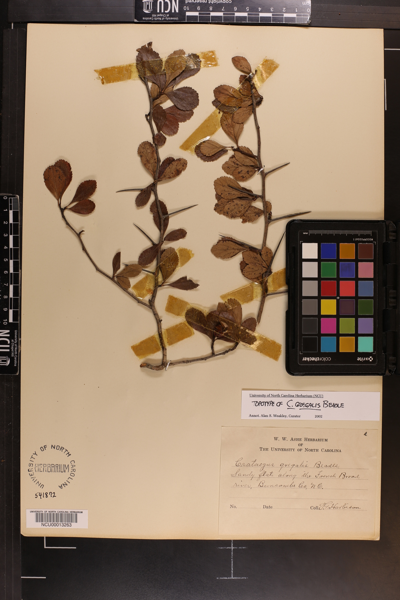 Crataegus gregalis image