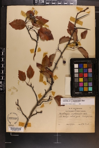 Crataegus erythrocarpa image