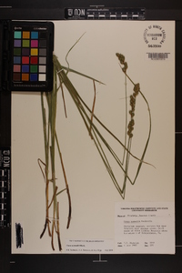 Carex normalis image