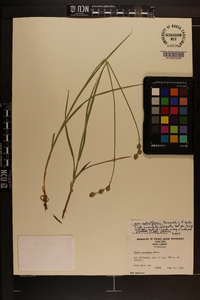 Carex molestiformis image