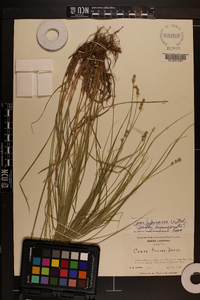 Carex festucacea image