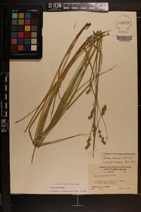 Carex normalis image