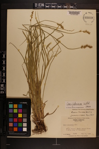 Carex festucacea image