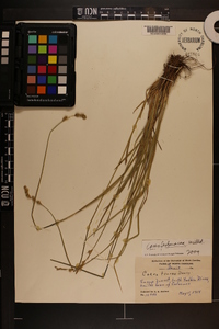 Carex festucacea image