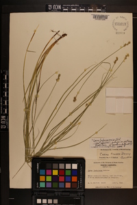 Carex festucacea image