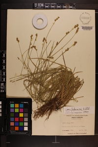 Carex festucacea image