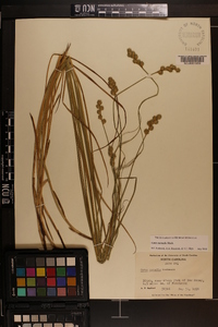 Carex normalis image