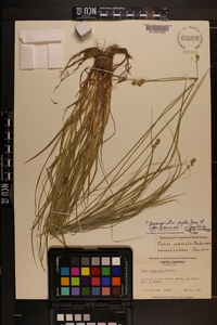 Carex festucacea image