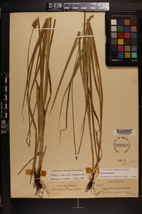 Carex normalis image