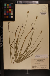 Carex normalis image