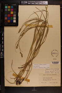 Carex normalis image